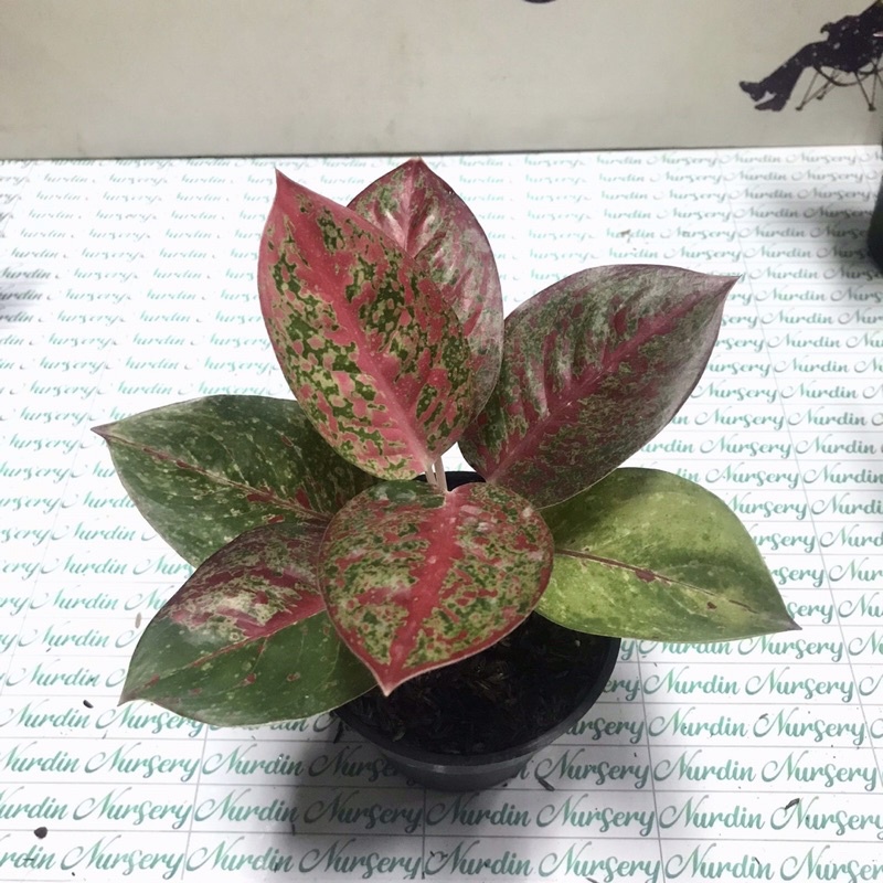 AGLONEMA RED STARDUST | TANAMAN HIAS AGLONEMA | RED STARDUST