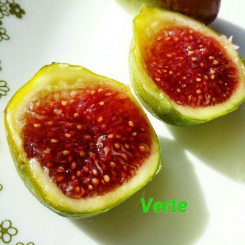 bibit buah tin jenis langka VERTE (fresh cangkok)