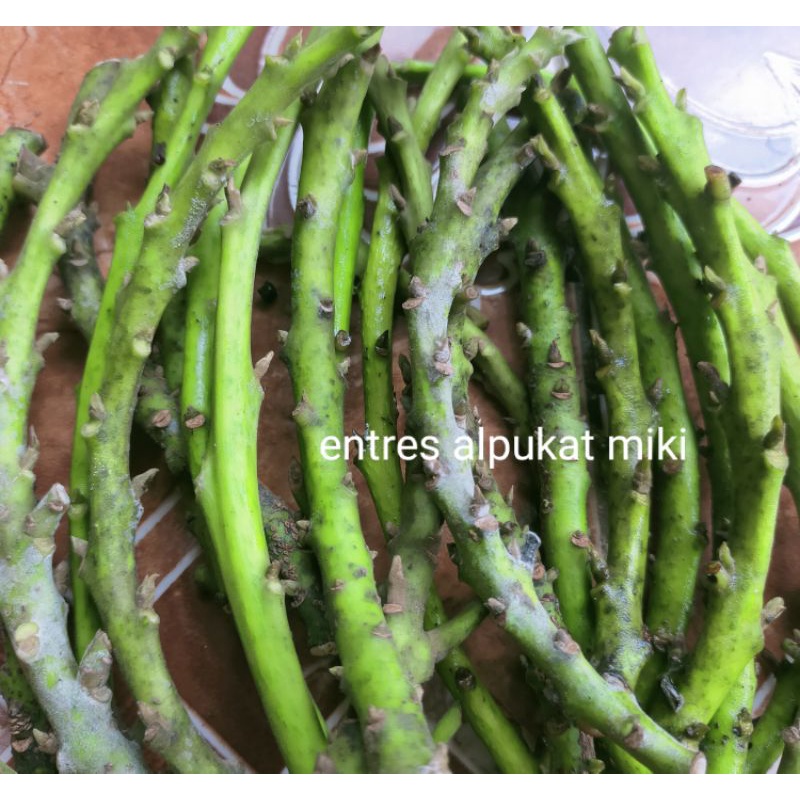 entres alpukat jenis miki