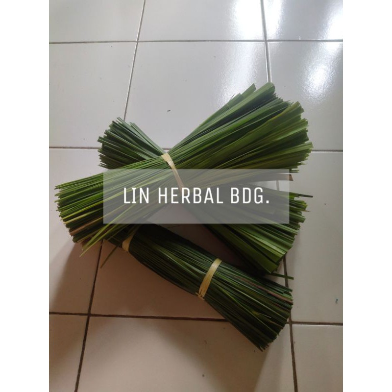 

daun alang~alang segar atau daun ilalang 500 grm