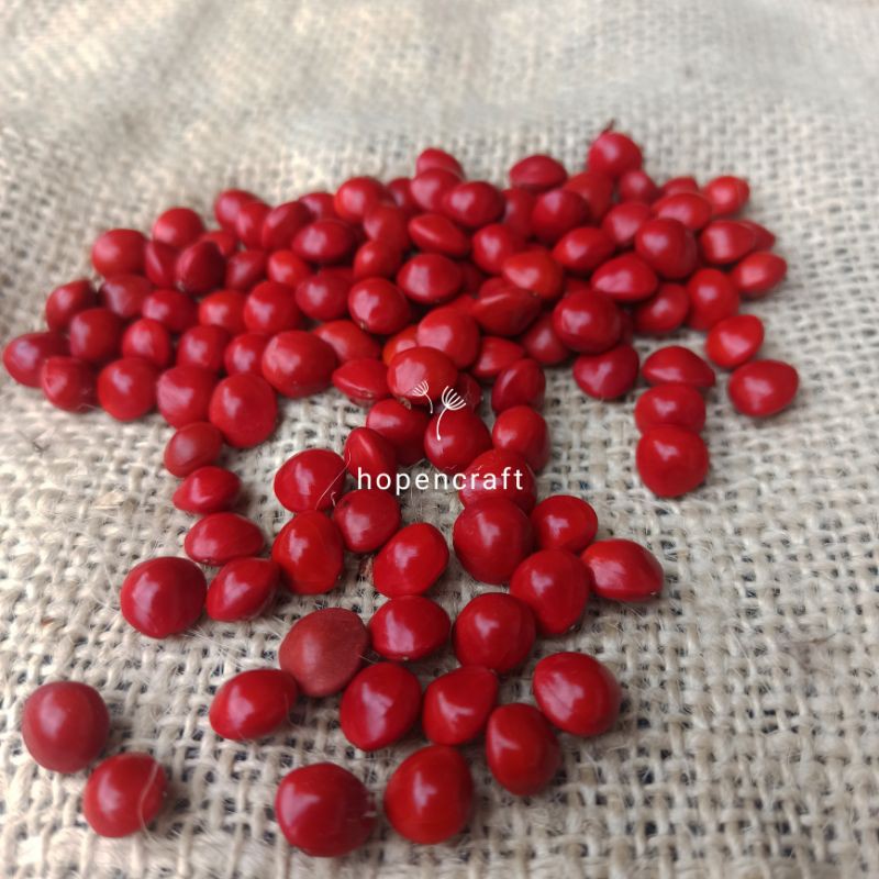 Biji Saga 30pcs | Saga Pohon | Biji Saga Kering