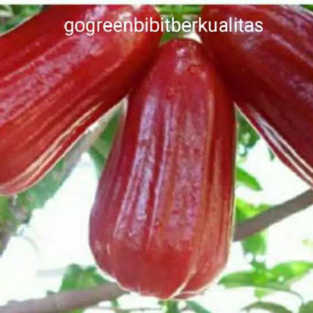 Promo Bibit Jambu Air Madu Deli Merah Terlaris Cepat berbuah