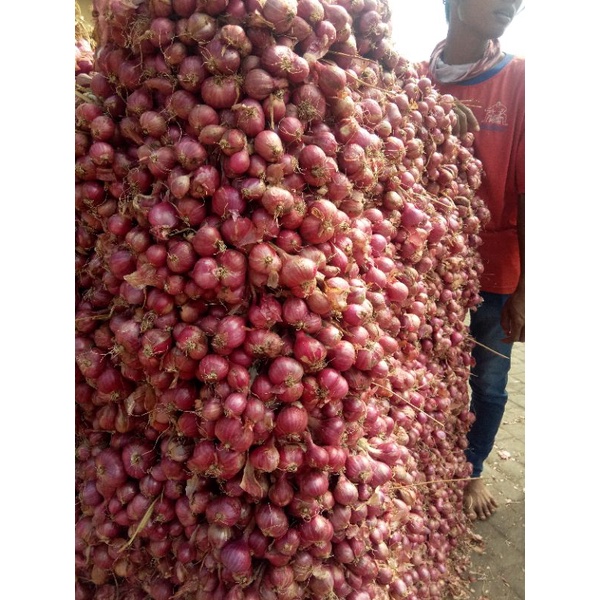 

Bawang merah, besar,rata,500 gram protol,bersih tanpa daun probolinggo