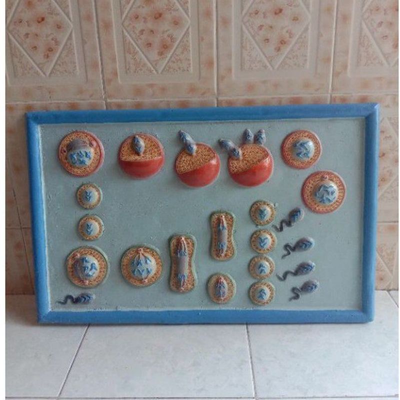 

Penampang model miosis alat peraga pendidikan