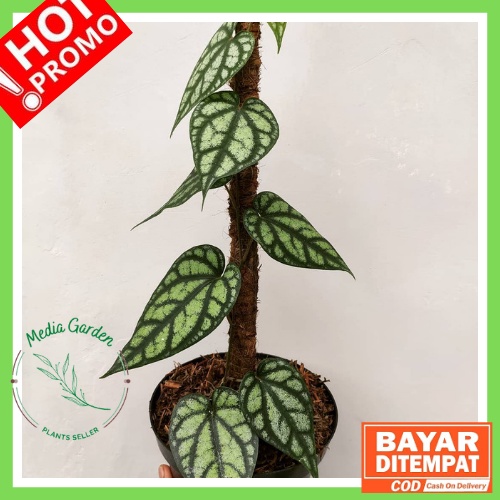 Tanaman Hias Sirih Silver Perak / SIRIH PERAK / Piper Sylvaticum