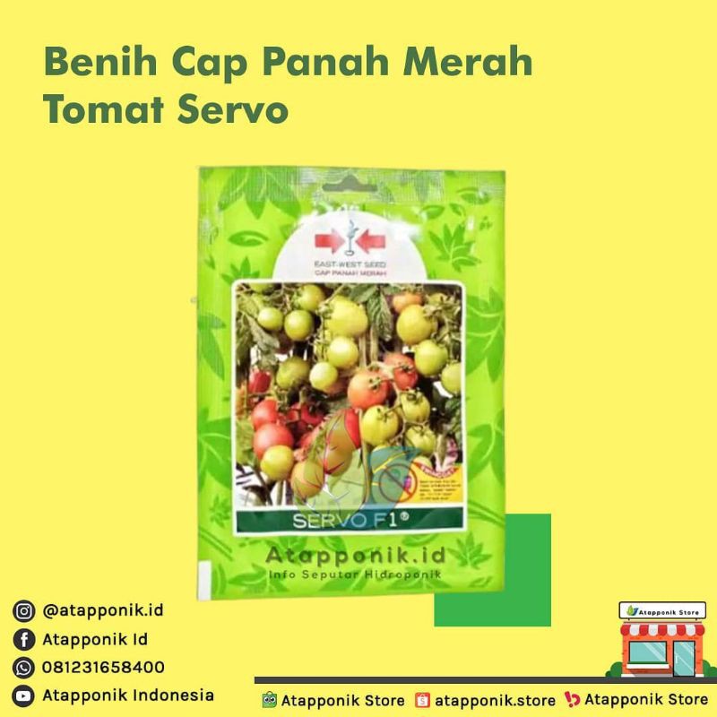 benih bibit tomat servo f1