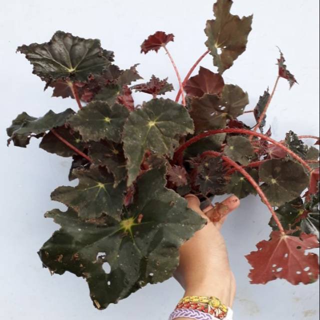 Tanaman Hias Begonia Red Velvet