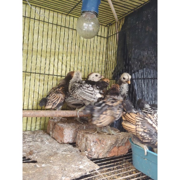 Ayam Hias Batik Italy, Kanada