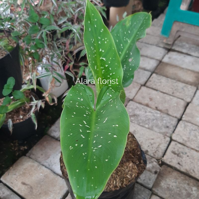 Tanaman hias calla lily