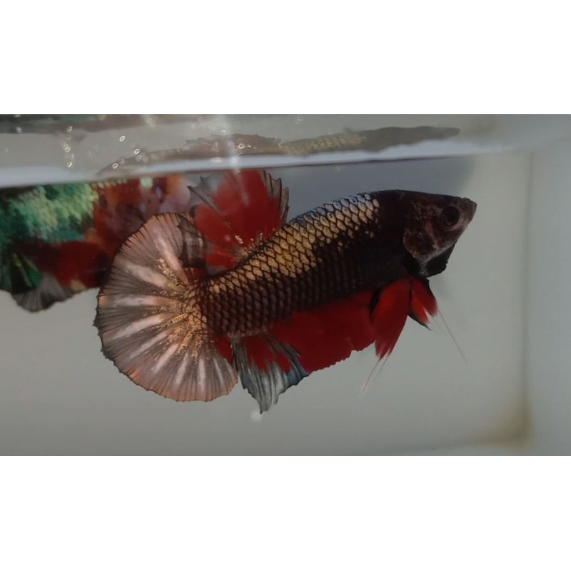 cupang avatar coper gold