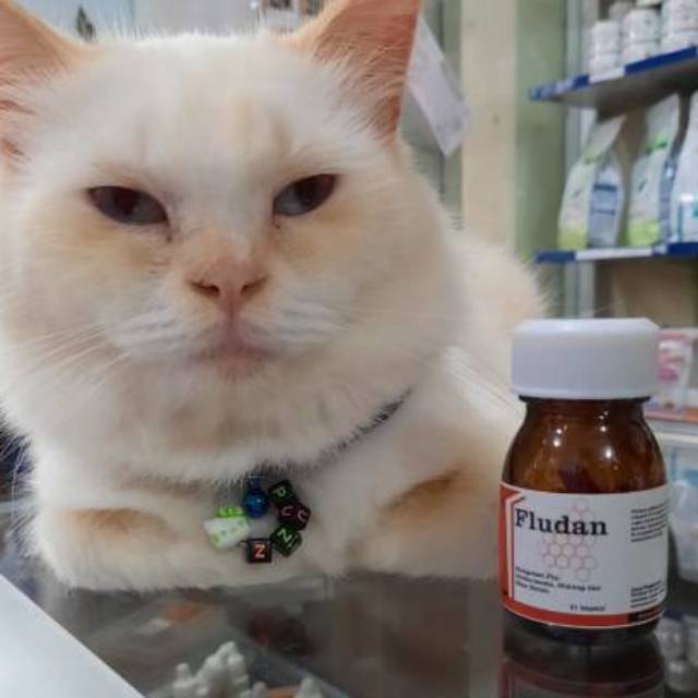 Fludan capsul meredakan dn mengobati flu pilek pada hewan kucing