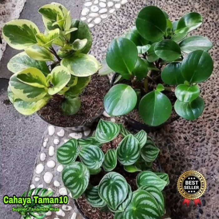 Paket 3 tanaman hias peperomia hijau,varigata dan watermelon