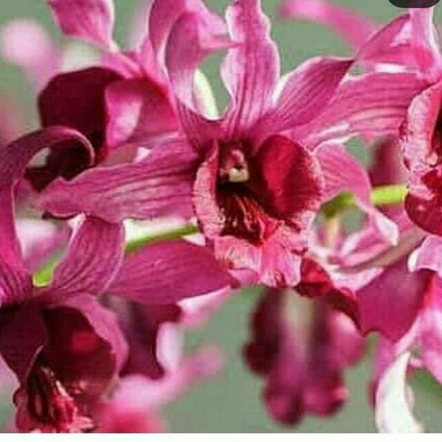 Anggrek den inaraya red