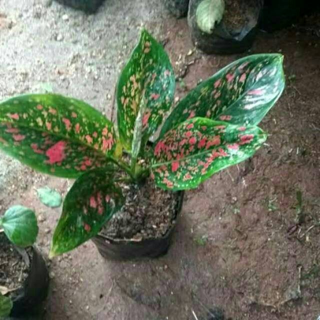 Bibit Tanaman Aglonema Venus / Tanaman Hias Aglaonema Venus