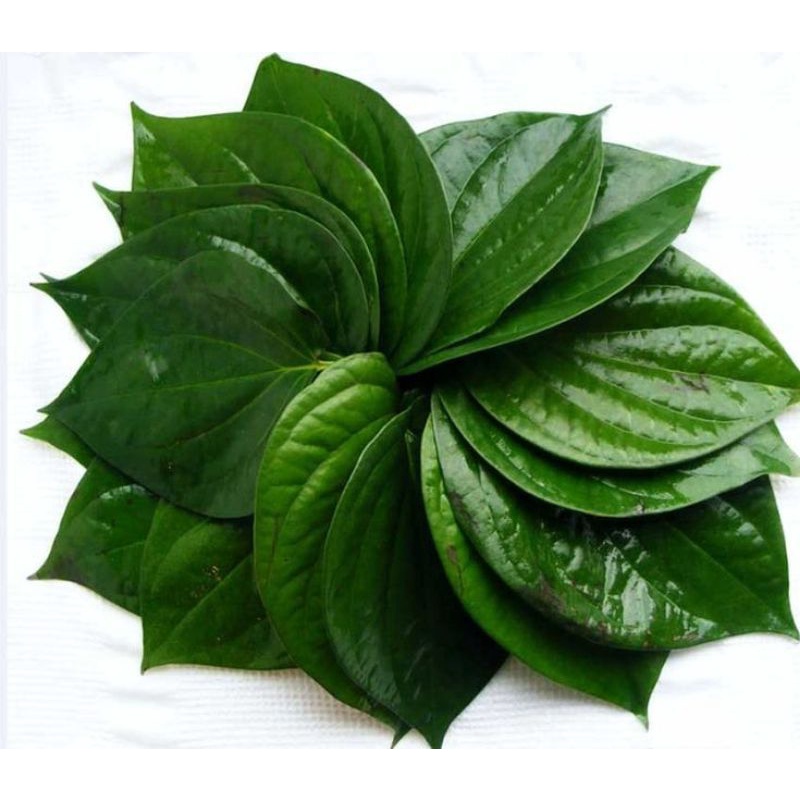 

Daun Sirih (Piper Batle) FRESH
