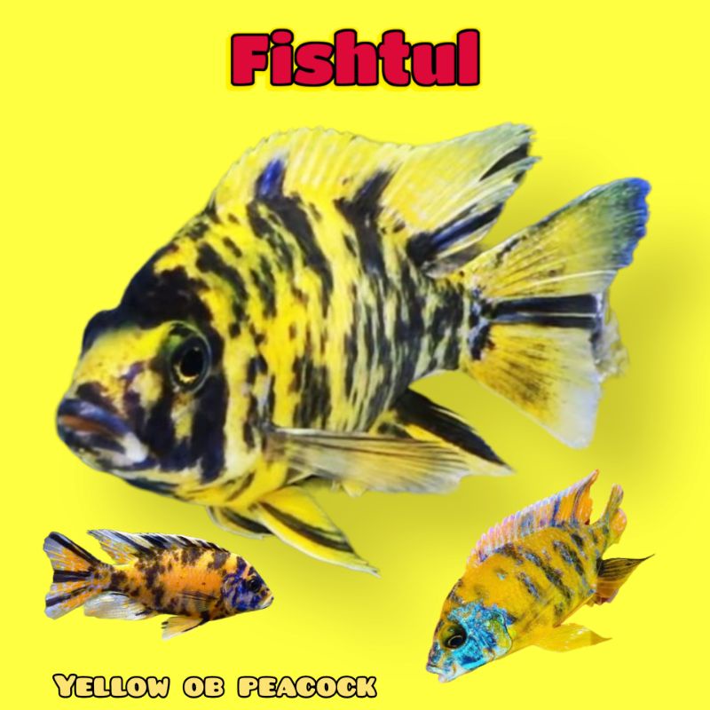 Cichlid Yellow OB Peacock