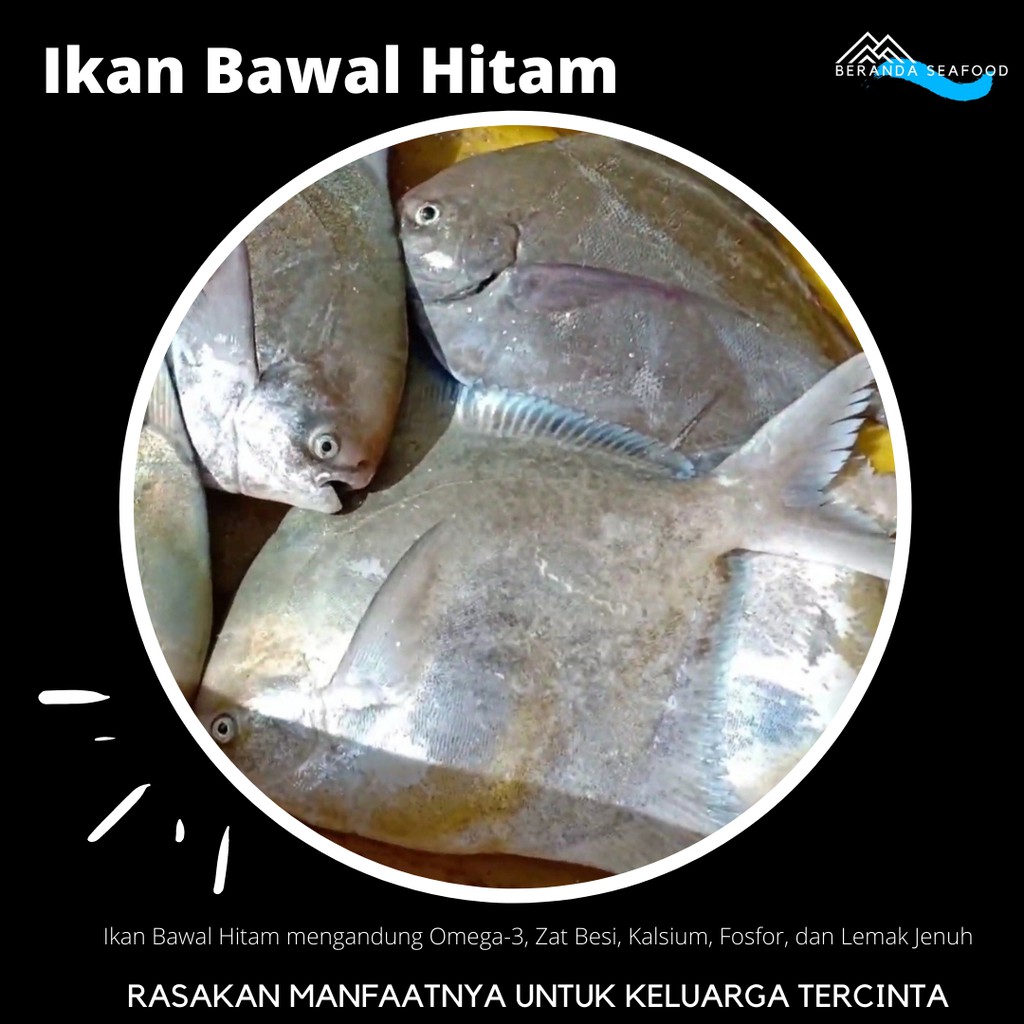 

Ikan Bawal Hitam