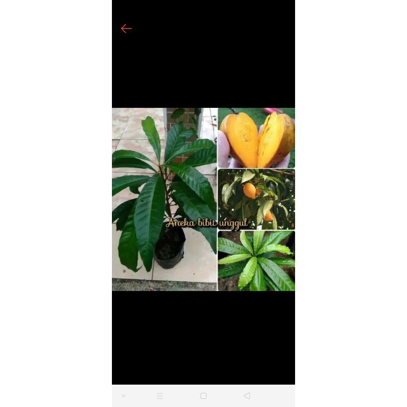 bibit sawo Belanda mentega/alkesa/abiu