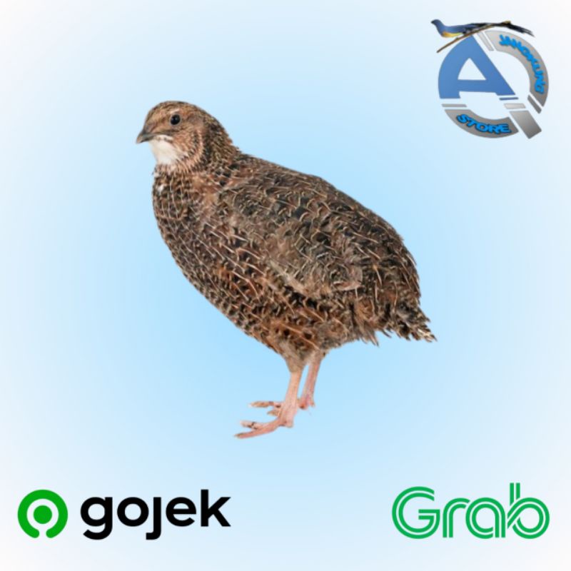 BURUNG PUYUH JANTAN DEWASA INDUKAN