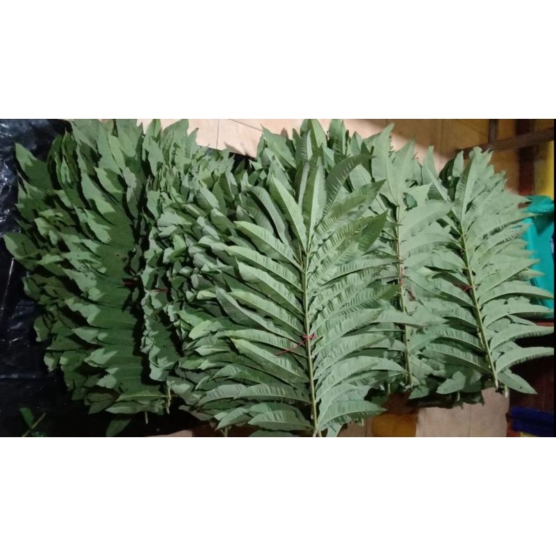 

Daun Sungkai Herbal