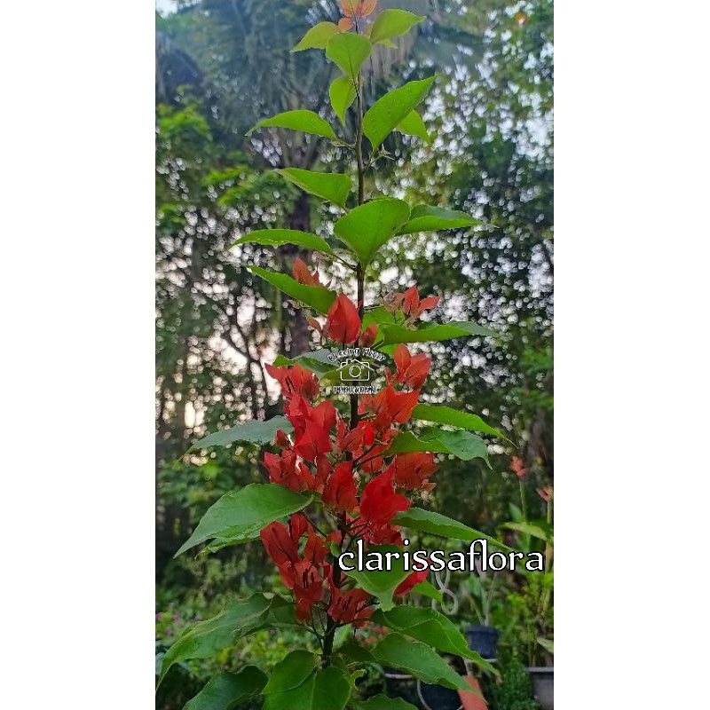 TANAMAN BOUGENVILLE EKOR MUSANG MERAH - POHON BOUGENVILLE
