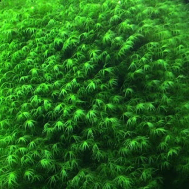 moss pisiden moss aquascape