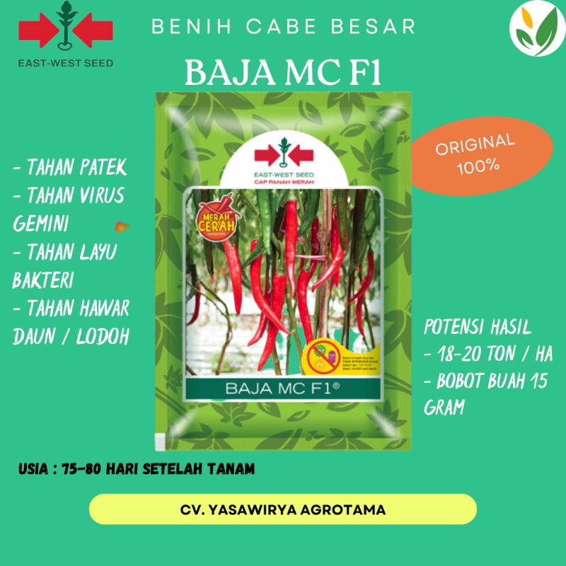 BENIH CABE MERAH BESAR BAJA MC F1 (1500 BUTIR) CAP PANAH MERAH