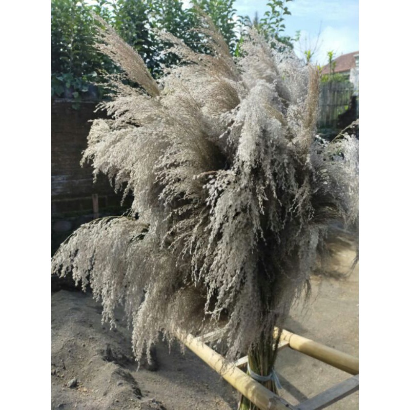 BUNGA PAMPAS BULU LEBAT UK XL / PAMPAS LOKAL/ PAMPAS BULU LOKAL ORIGINAL UK XL / DRIED PAMPAS GRASS