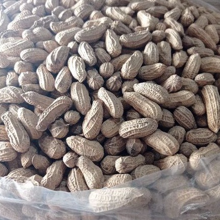 

KACANG BENDO 20KG