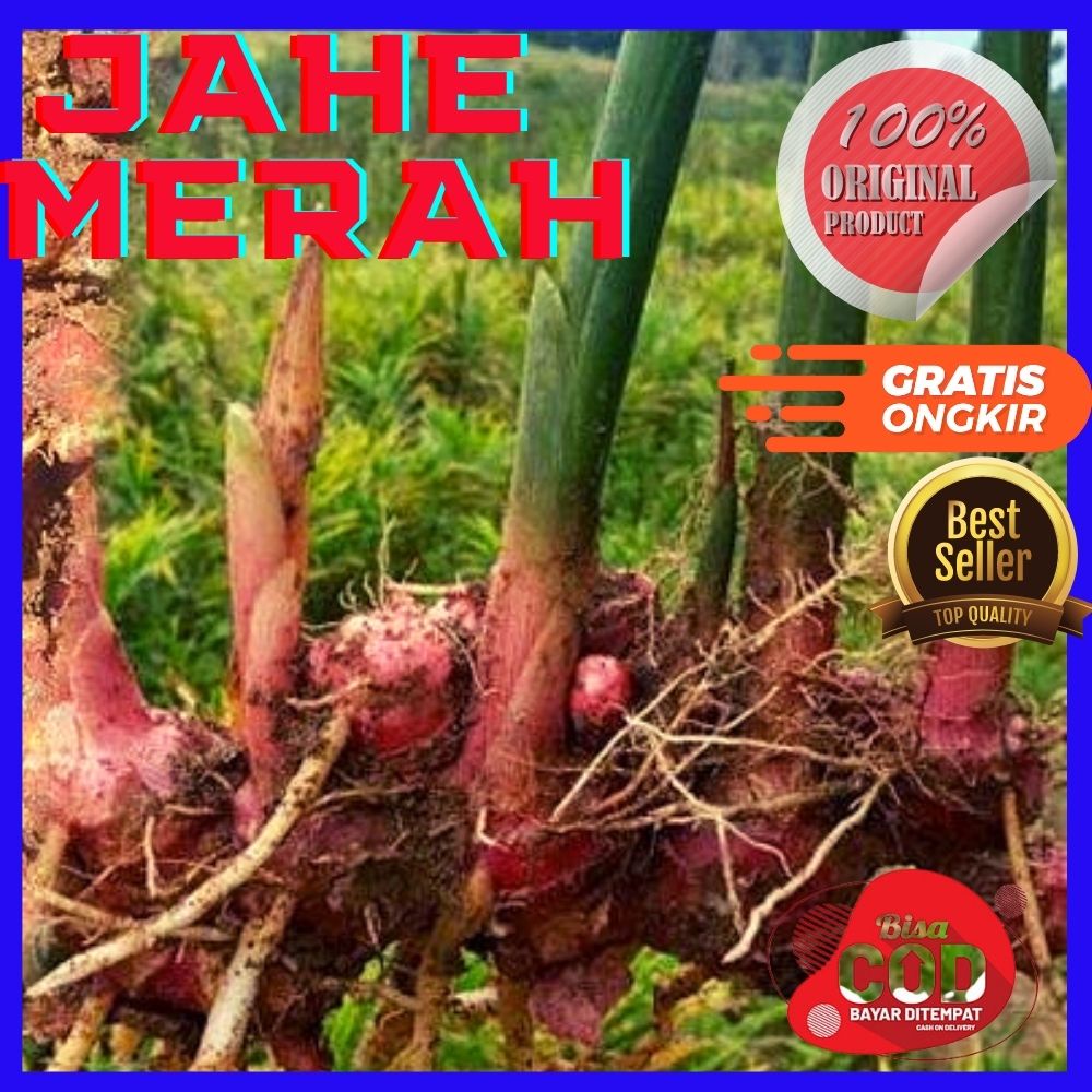 

bibit jahe merah jahe merah 1kg jahe merah jahe merah segar bibit jahe merah 1kg jahe merah 1 kg bibit jahe merah super jahe merah segar 1kg benih jahe merah super