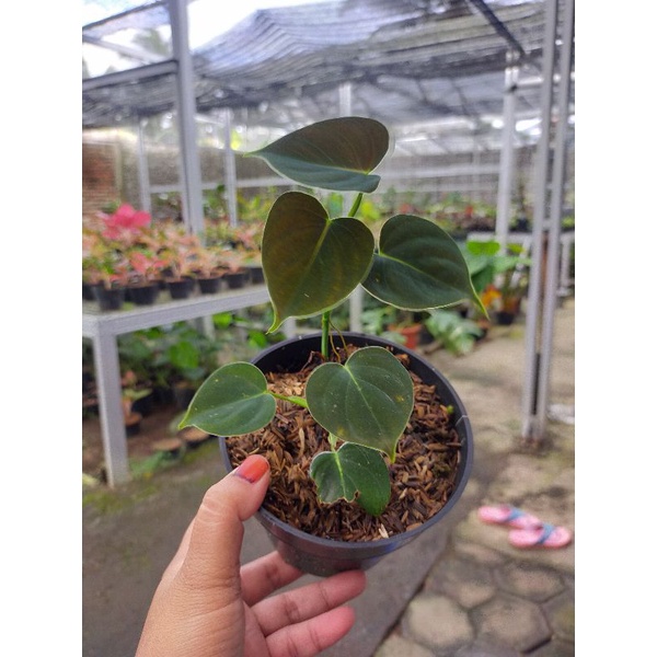 Philodendron lupinum