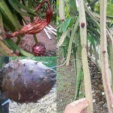 Bibit Buah Naga Hitam Super dari Banyuwangi - Bibit Buah