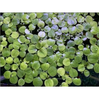 Amazon frogbit tanaman air apung tanaman aquascape Amazon frogbit tanaman air apung tanaman aquascape
