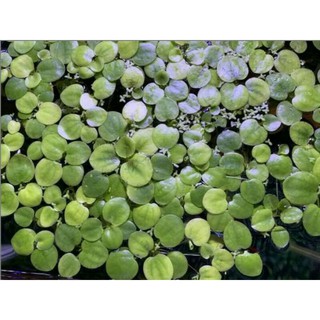 Amazon frogbit tanaman  air apung  tanaman  aquascape 