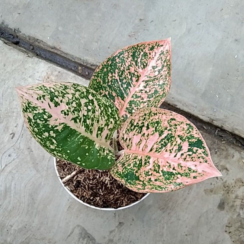 aglonema stardas orange