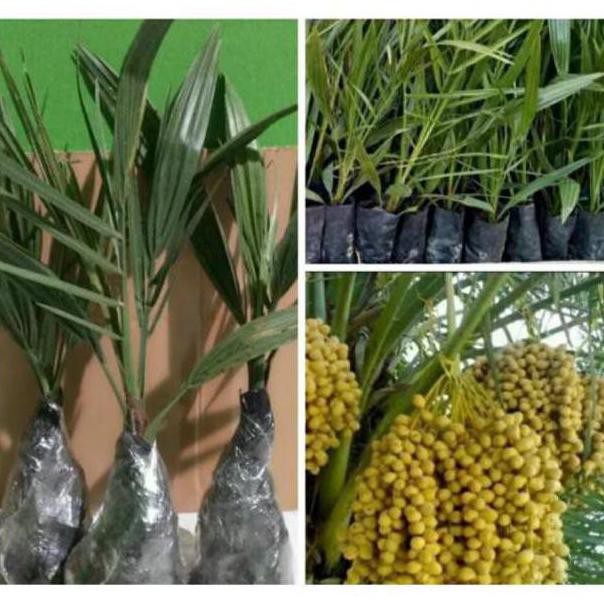 Bibit Kurma Kl 1 Thailand -Bibir Korma Kl 1-Pohon Kurma Kl 1 Oxy