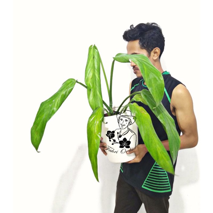 FahriOrchid - Epipremnum amplisimum