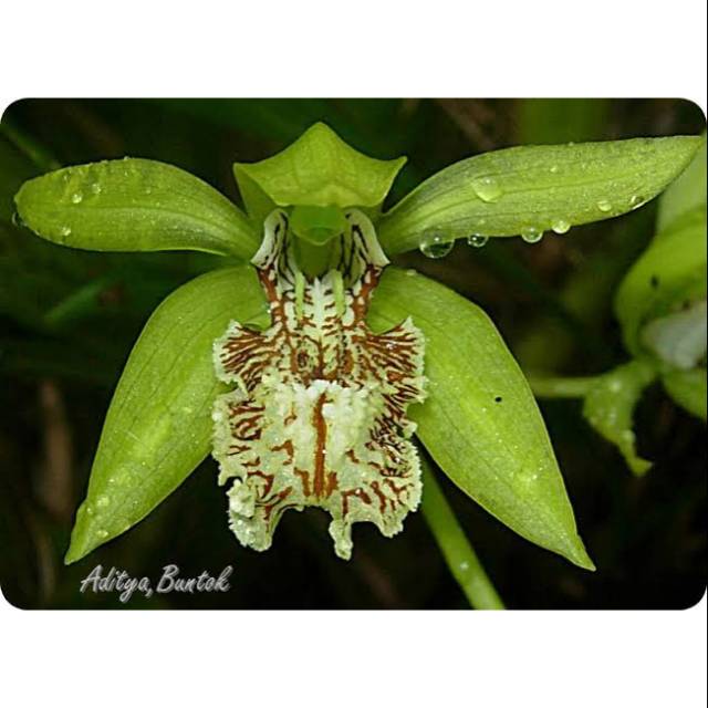 anggrek coelogyne peltastes dewasa