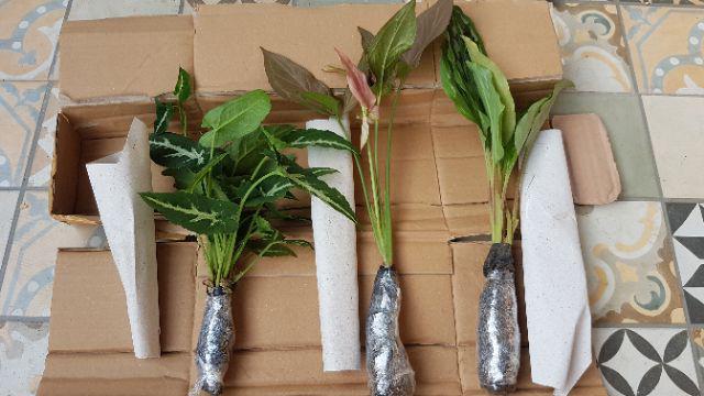 Tanaman Hias Calathea Merak/meranti Kencur