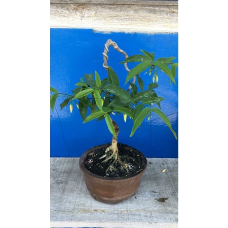 bonsai anting putri bunga kuning