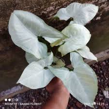 Tanaman Hias Syngonium Podophylum White Tisue