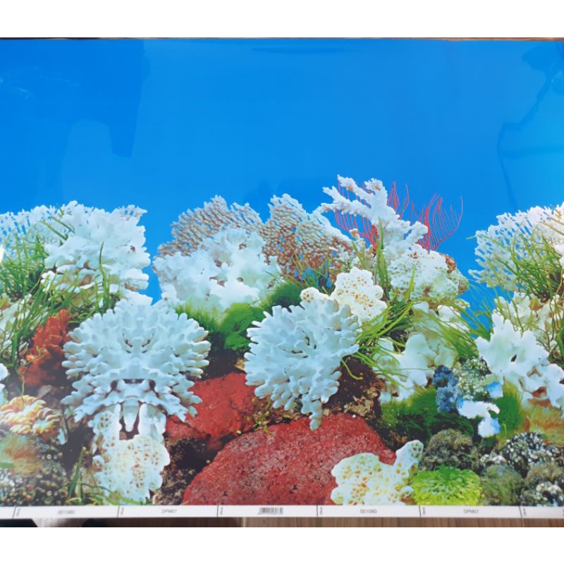 wallpaper gambar aquarium tinggi 60cm panjang 1meter