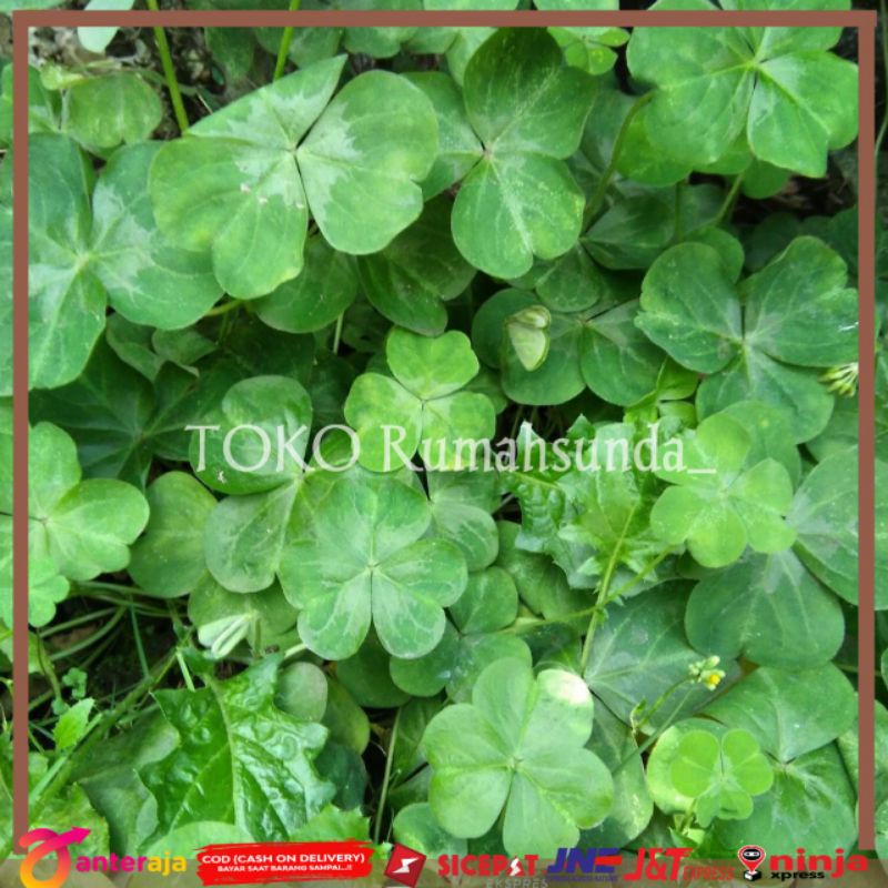 

Daun semanggi segar Obat herbal dan lalapan daun semangi ( 500gr )