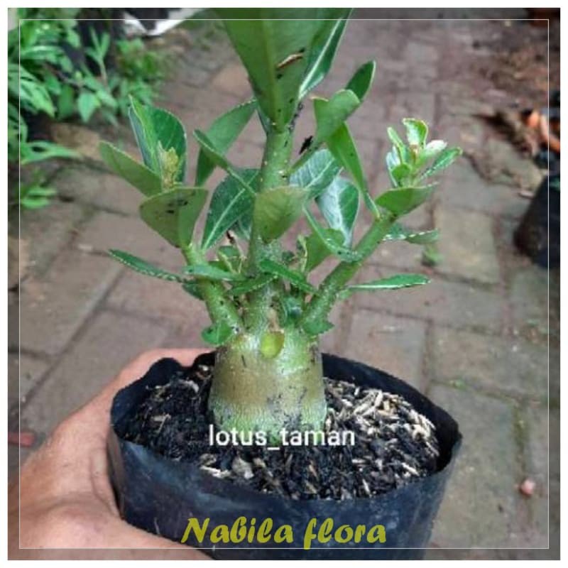 POHON BONSAI ADENIUM ARABICUM OBESUM-bibit tanaman bonsai adenium obesum murah