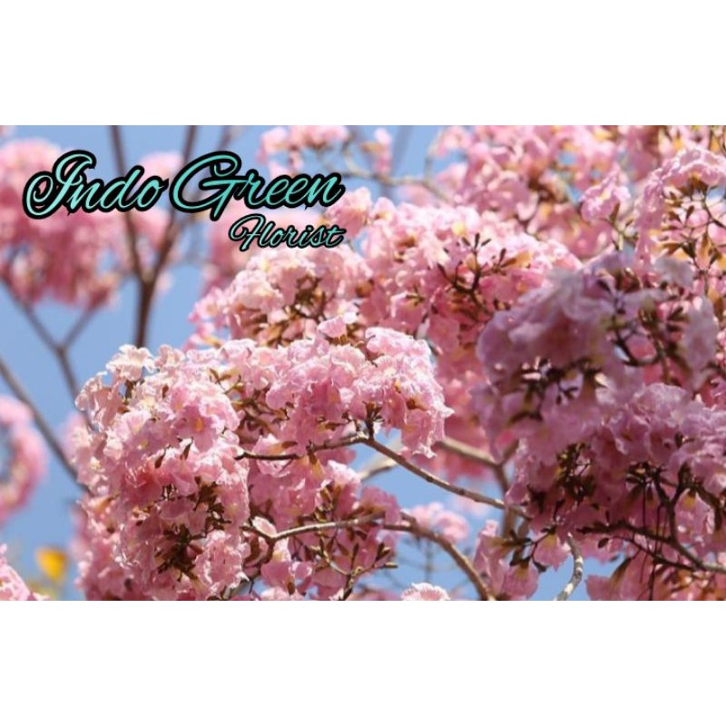 Bibit Bunga Sakura Pink Tabepuya / Tabepuya pink Murah / Bibit Bonsa Tabepuya Sakura Pink