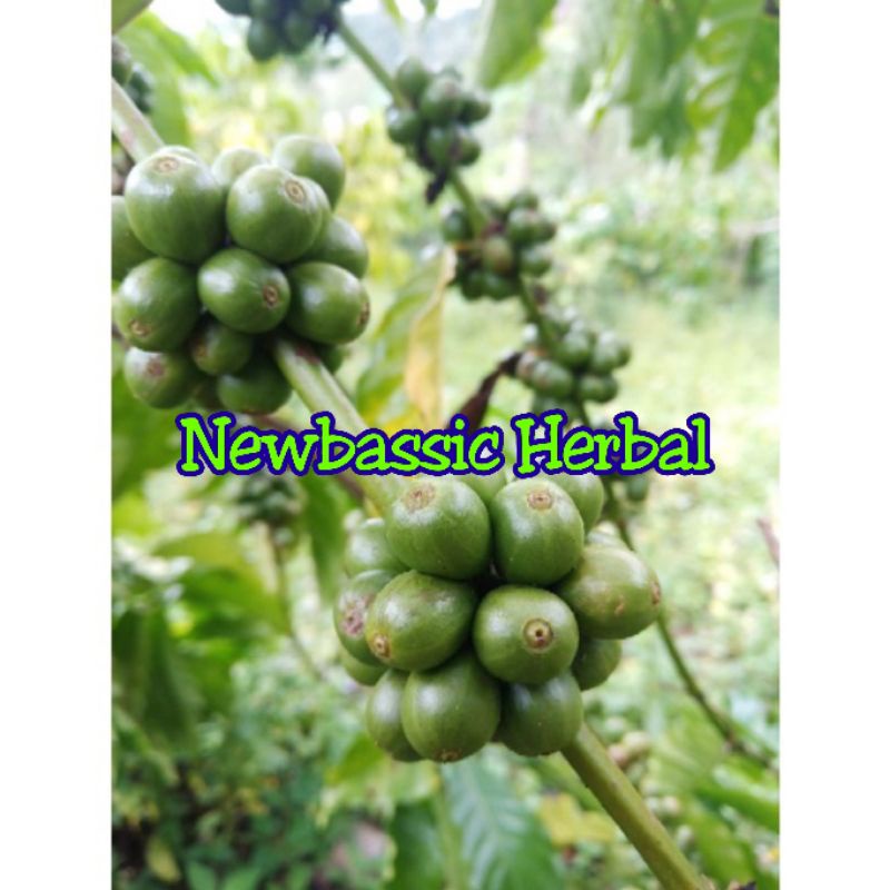 

buah kopi arabika fresh 1kg