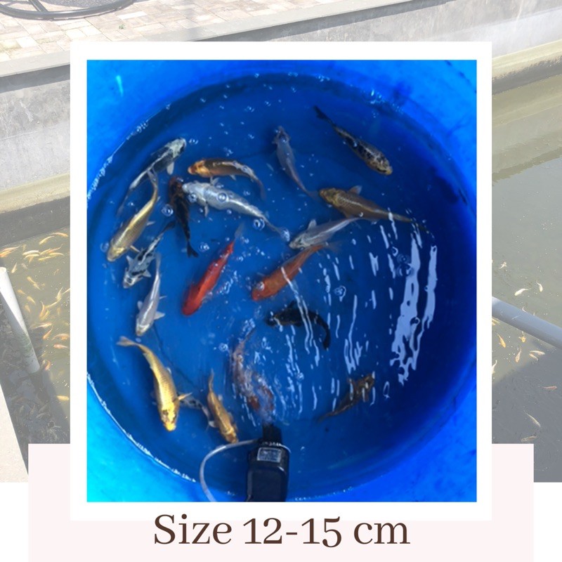 IKAN KOI BLITAR SATUAN PILIHAN UKURAN 12-15 CM