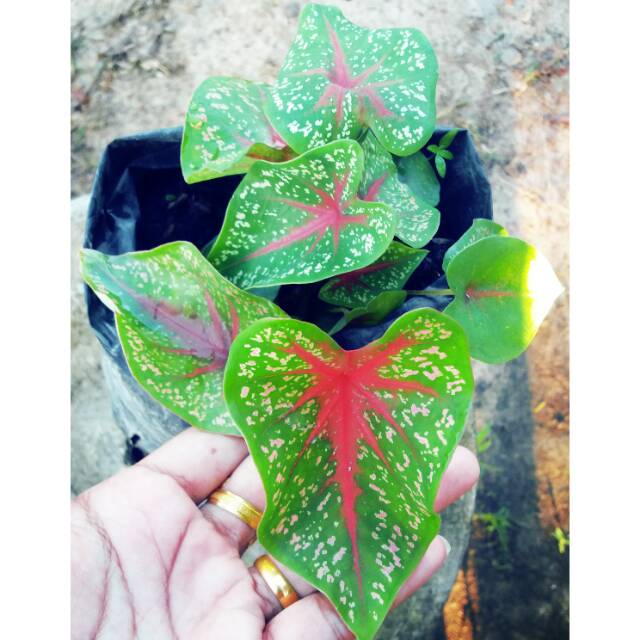 Caladium Hijau Bintik Shopee Indonesia