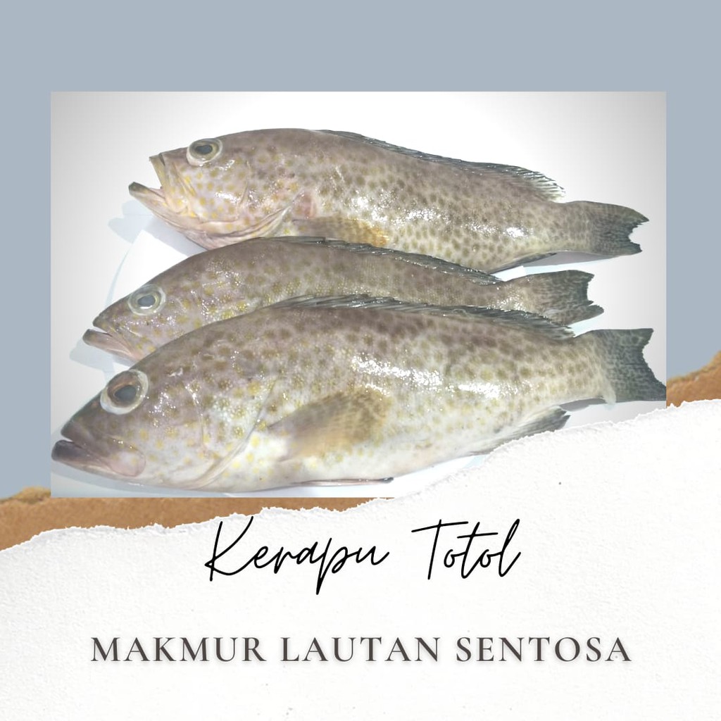 

IKAN KERAPU FRESH SEGAR HARIAN 1KG