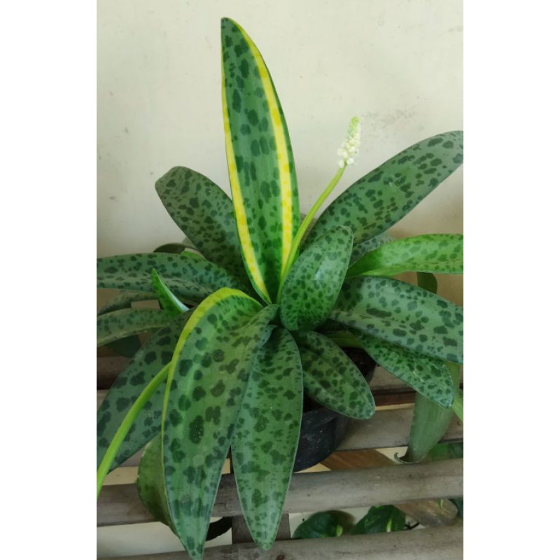 tanaman hias,bunga lidah katak,.